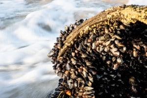 Plymouth startup tackles invasive zebra mussels with innovative solutions