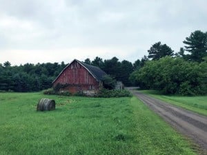 A faded red barn in front of a pine tree woods and a round bale of hay in front of the barn